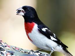 Rose-breasted Grosbeak with She Flew Birding Tours