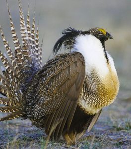Grouse Tours
