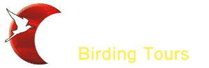 She Flew Birding Tours