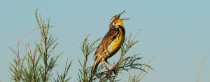 Singing Western Meadowlark