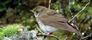 Maine and New Hampshire with She Flew Birding Tours
