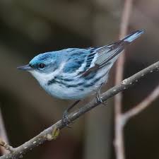 Cerulean Warbler with She Flew Birding Tours on our Warbler Grand Tour.
