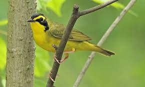 Kentucky Warbler with She Flew Birding Tours on our Warbler Grand Tour.