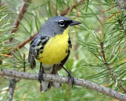Kirtland's Warbler with She Flew Birding Tours on our Warbler Grand Tour.