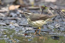 Louisiana Waterthrush with She Flew Birding Tours on our Warbler Grand Tour.
