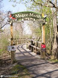 Magee Marsh with She Flew Birding Tours on our Warbler Grand Tour.