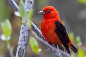 Scarlet Tanager with She Flew Birding Tours