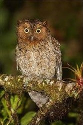 Bare-shanked Screech-Owl