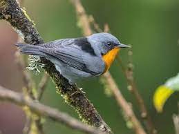 Flame-throated Warbler