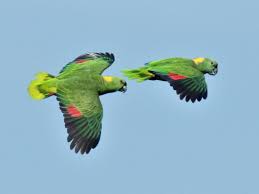 Yellow-naped Parrots