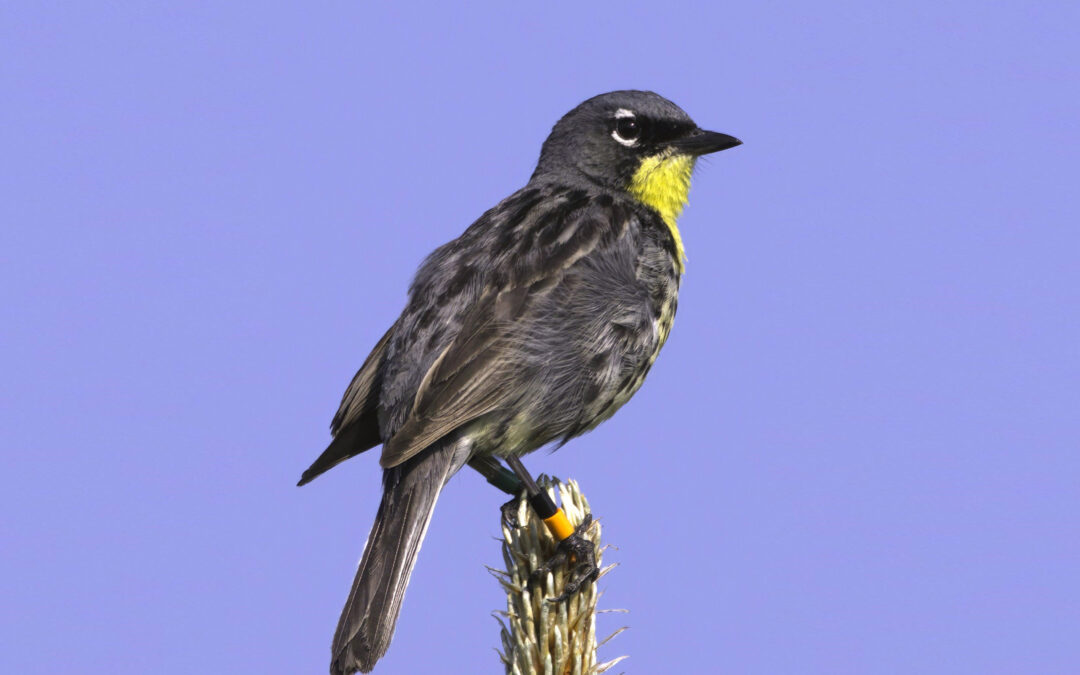 Warbler Grand Tour