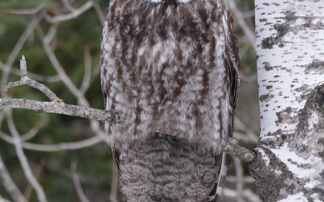 Minnesota’s Winter Owls