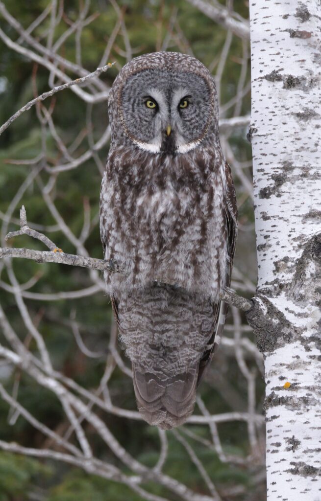 Great Gray Owl