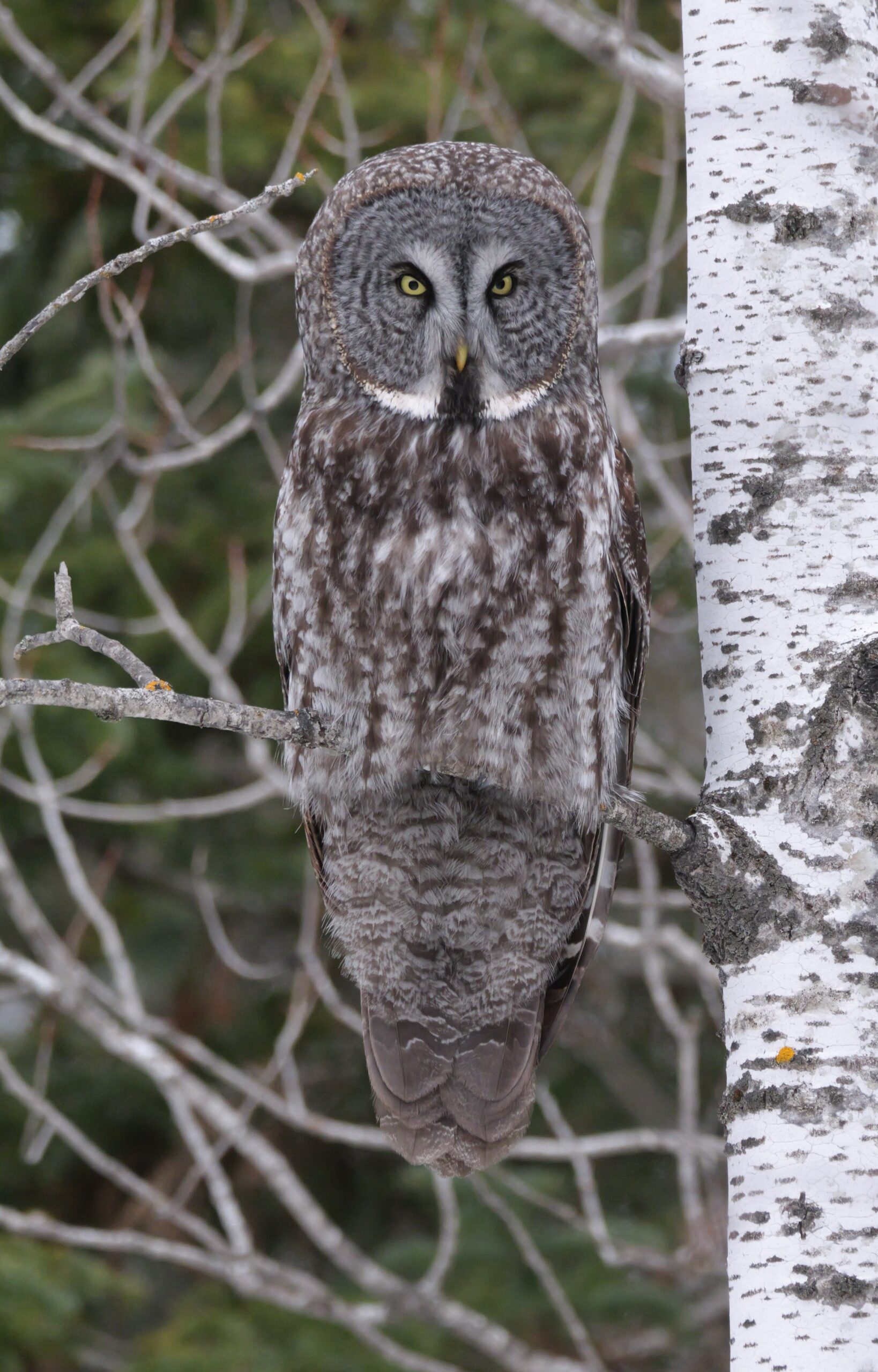 Great Gray Owl