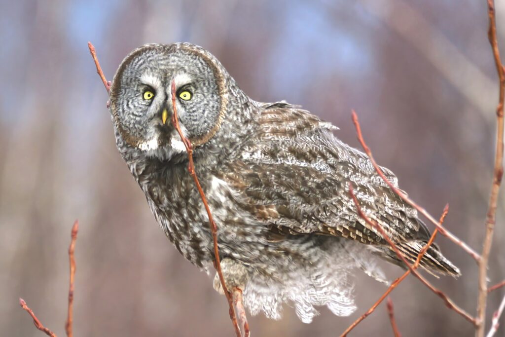 Great Gray Owl with She Flew Birding Tours