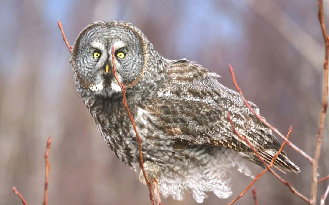 Minnesota’s Winter Owls