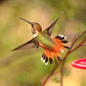 Rufous Hummingbird