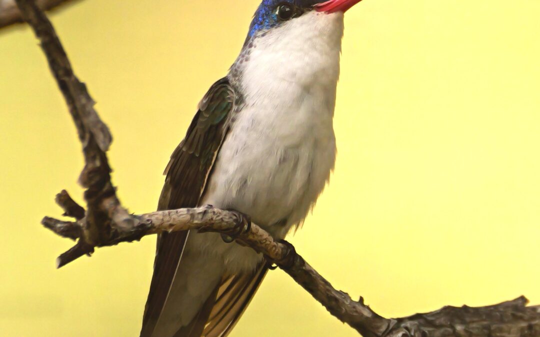 Hummingbirds of SE Arizona