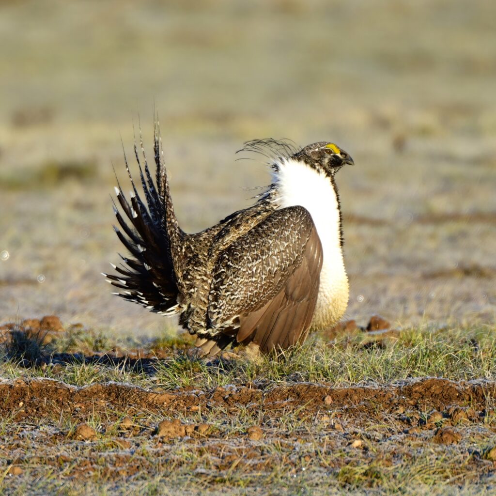 Greater and Sharp-tailed Grouse Tour